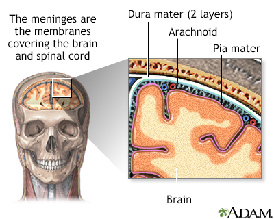 Meninges of the brain