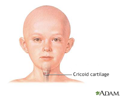 Cricoid cartilage