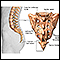 Sacrum