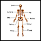 Anterior skeletal anatomy