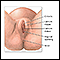 Episiotomy - series