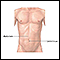 Normal external abdomen