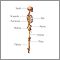 The skeleton (lateral view)